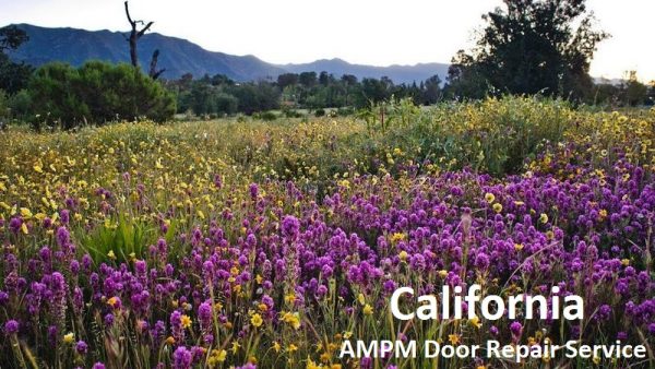 California-Springtime-Flowers